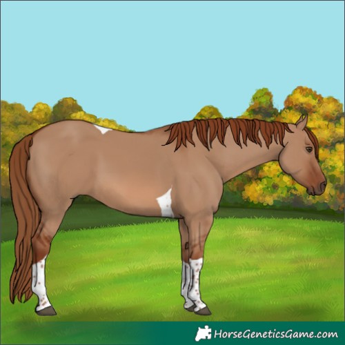 Horse Color:Red Dun Tobiano 