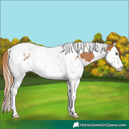 Horse Color:Chestnut Splash Tobiano