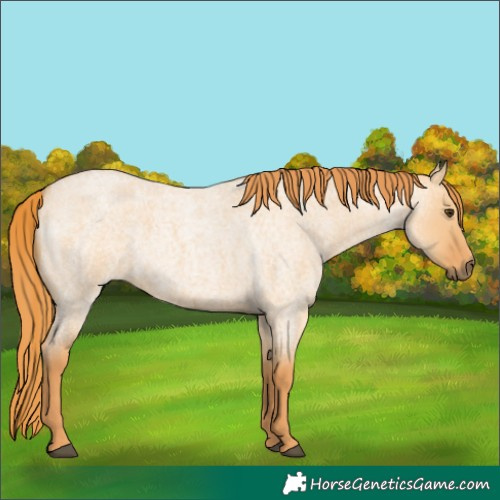Horse Color:Red Dun Roan 