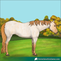 Horse Color:Red Dun Roan 