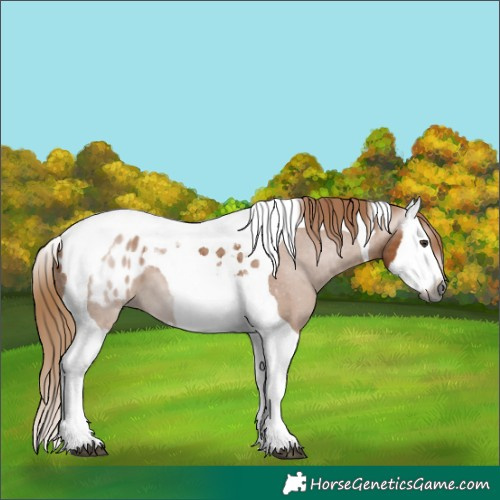 Horse Color:Gray Chestnut Splash Tobiano Appaloosa 