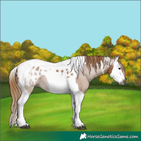 Horse Color:Gray Chestnut Splash Tobiano Appaloosa 