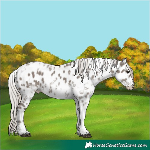 Horse Color:White Spotted Silver Grullo Ice Appaloosa 