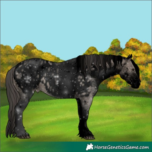 Horse Color:Void White Spotted Smoky Grullo Mushroom Appaloosa 