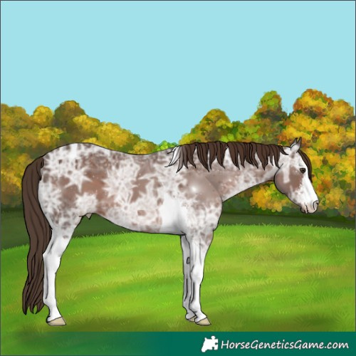 Horse Color:Liver Chestnut Ice Sabino Tobiano 
