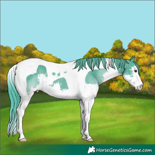 Horse Color:Watercolor Liver Chestnut Splash Tobiano 