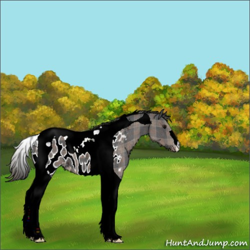 Horse Color:Plaid  Black Ice Tobiano Appaloosa 