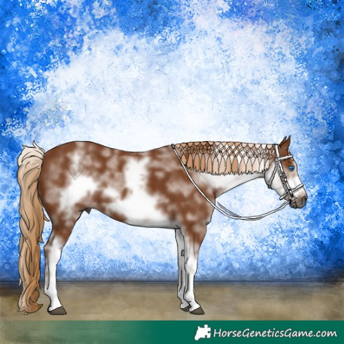 Horse Color:Gray White Spotted Chestnut Frame
