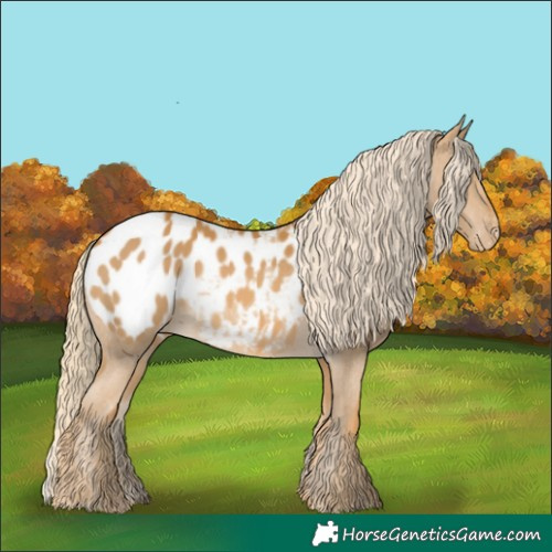 Horse Color:Palomino Appaloosa
