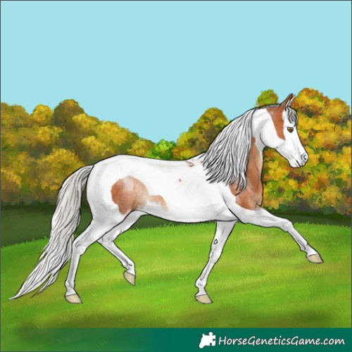 Horse Color:Silver Bay Splash Tobiano Rabicano 