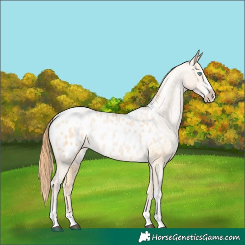 Horse Color:Buckskin Pearl Dun Sabino Appaloosa Rabicano