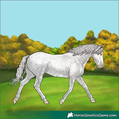 Horse Color:Silver Classic Champagne Roan Dun Sabino Appaloosa Brindle 