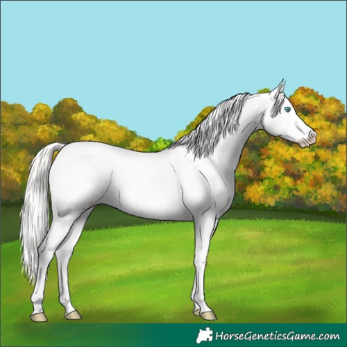 Horse Color:Silver Classic Champagne Roan Pearl Dun Sabino Appaloosa Rabicano 
