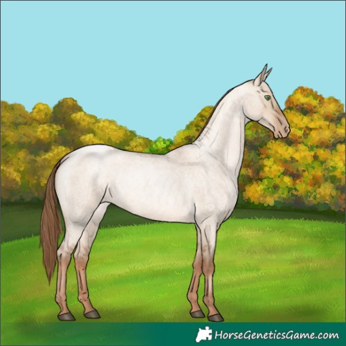 Horse Color:Liver Red Dun Roan Pearl Rabicano 