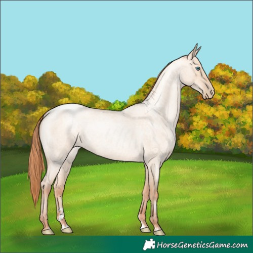 Horse Color:Classic Champagne Roan Pearl Dun Rabicano 