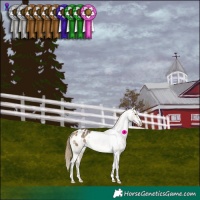 Horse Color:Buckskin Dun Appaloosa