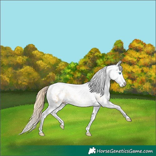 Horse Color:Buckskin Pearl Dun Tobiano Appaloosa 