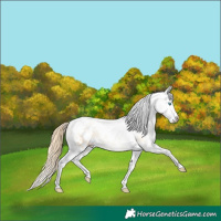 Horse Color:Buckskin Pearl Dun Tobiano Blanket 