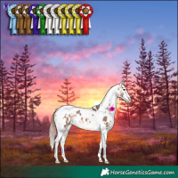 Horse Color:Bay Dun Tobiano Appaloosa 
