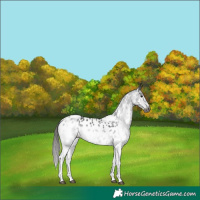 Horse Color:Gray White Spotted Black Appaloosa 