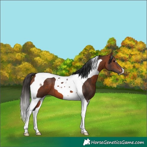 Horse Color:Bay Tobiano