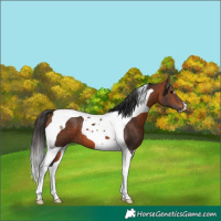 Horse Color:Bay Tobiano 