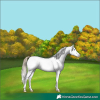 Horse Color:White Spotted Buckskin Pearl Dun Appaloosa 