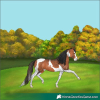 Horse Color:Bay Splash Tobiano