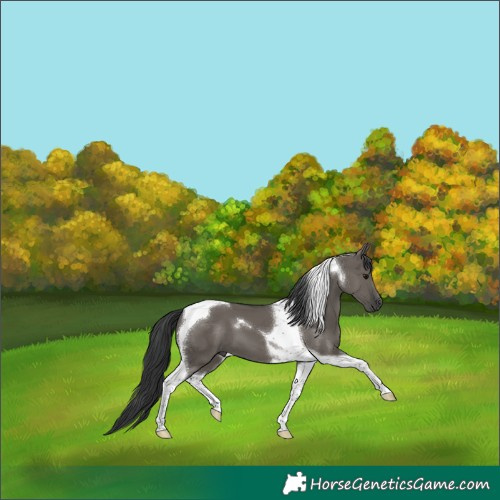Horse Color:Grullo Tobiano 