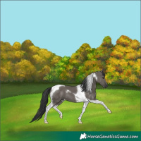 Horse Color:Grullo Tobiano