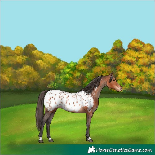 Horse Color:Bay Appaloosa 