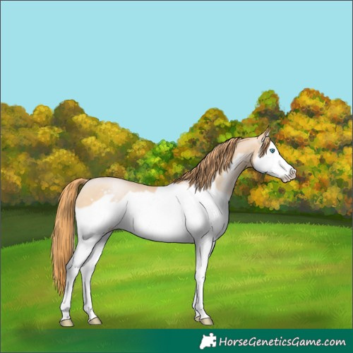 Horse Color:Buckskin Pearl Splash Frame