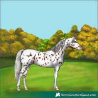 Horse Color:Silver Bay Tobiano Appaloosa Rabicano