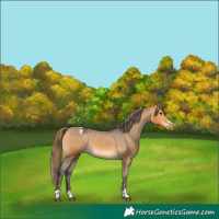Horse Color:Buckskin Appaloosa 