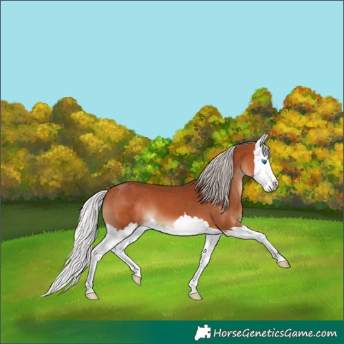 Horse Color:Silver Bay Splash 