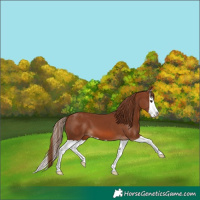 Horse Color:Chestnut Splash 