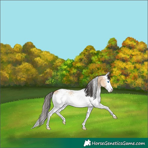 Horse Color:White Spotted Bay Dun Splash 