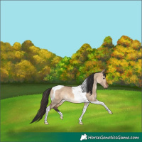 Horse Color:Bay Dun Tobiano 