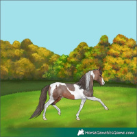 Horse Color:Bay Tobiano Appaloosa 