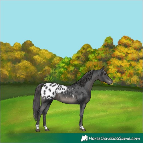 Horse Color:Black Appaloosa 