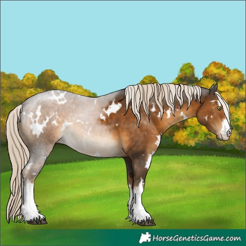 Horse Color:White Spotted Chocolate Palomino 