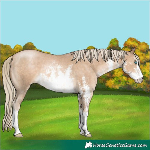Horse Color:White Spotted Chocolate Palomino Pearl Sabino 