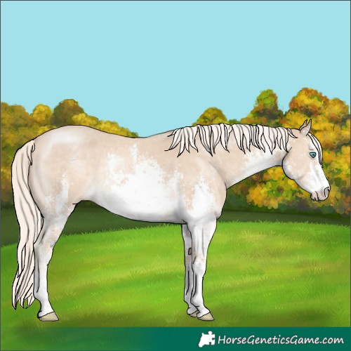 Horse Color:White Spotted Cremello Sabino 