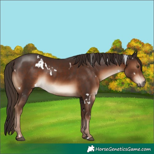 Horse Color:White Spotted Liver Chestnut 