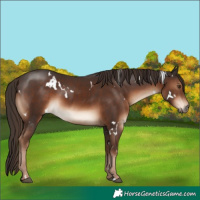 Horse Color:White Spotted Liver Chestnut 