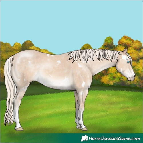 Horse Color:White Spotted Cremello Sabino