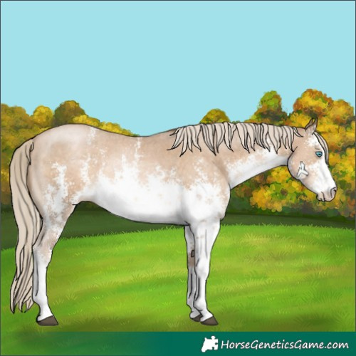 Horse Color:White Spotted Chocolate Palomino Pearl Sabino