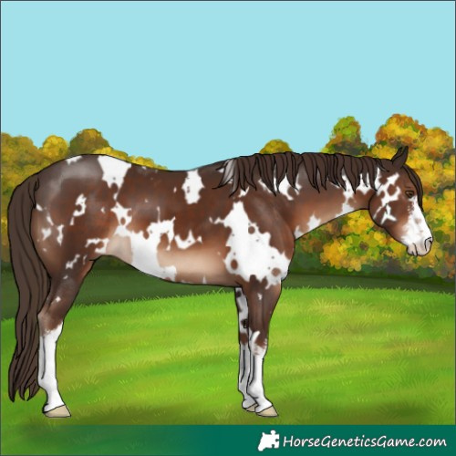 Horse Color:White Spotted Liver Chestnut 