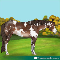 Horse Color:White Spotted Liver Chestnut