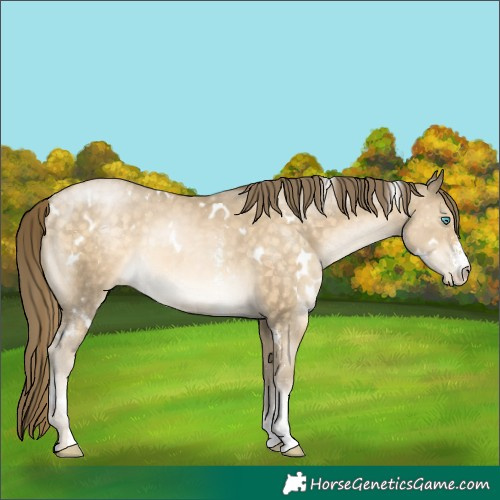 Horse Color:White Spotted Buckskin Pearl Sabino 